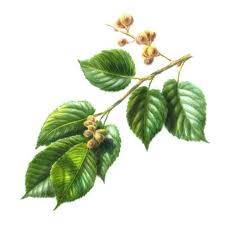herbal remedies for eczema